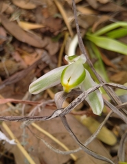 Albuca setosa