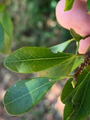 Erythroxylum australe