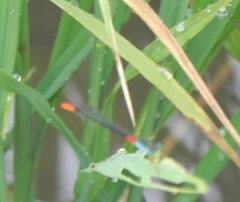 Ceriagrion cerinorubellum