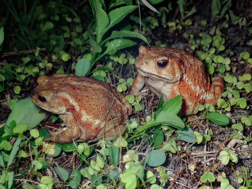 Subspecies Bufo gargarizans miyakonis · iNaturalist
