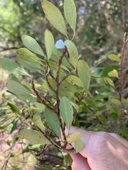 Erythroxylum australe