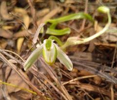 Albuca setosa