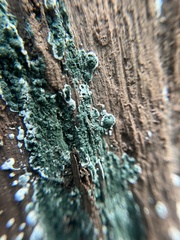 Trichoderma viride