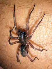 Coelotinae
