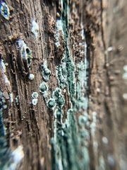 Trichoderma viride