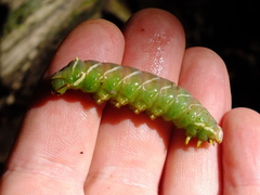 Endromis versicolora