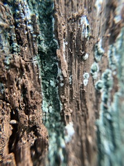 Trichoderma viride