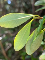 Erythroxylum australe