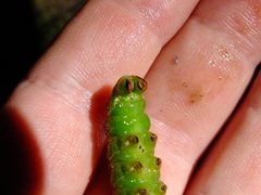 Endromis versicolora