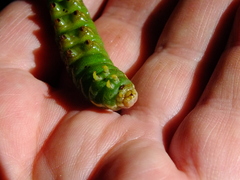 Endromis versicolora