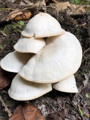 Hygrophorus eburneus