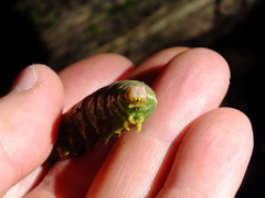 Endromis versicolora