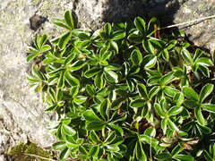 Alchemilla saxatilis