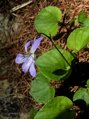 Viola riviniana