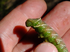 Endromis versicolora