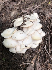 Hygrophorus eburneus