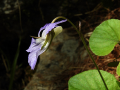 Viola riviniana