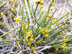 Ephedra chilensis