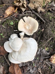 Hygrophorus eburneus