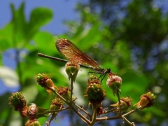 Calopteryx haemorrhoidalis