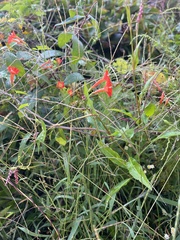 Ipomoea coccinea