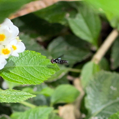 Ocyptamus dimidiatus