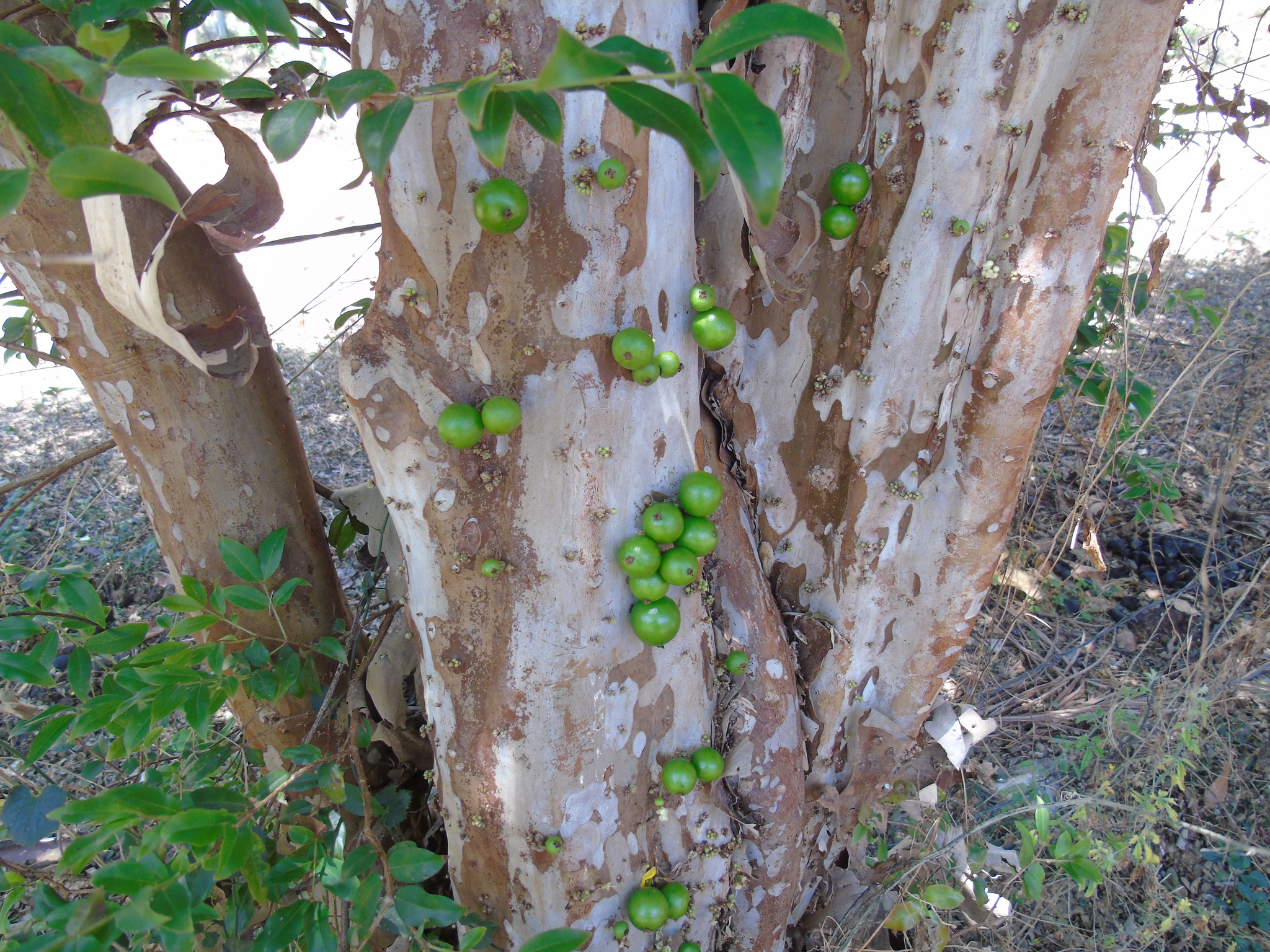 Plinia cauliflora