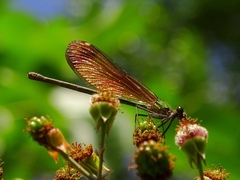 Calopteryx haemorrhoidalis