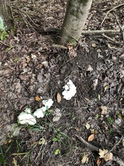 Hygrophorus eburneus