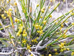 Ephedra chilensis