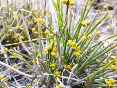 Ephedra chilensis