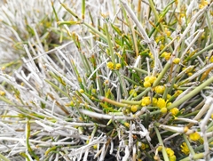 Ephedra chilensis