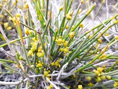 Ephedra chilensis