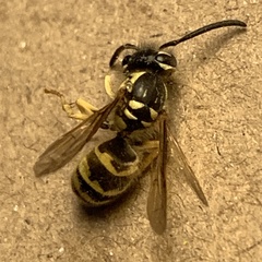 Vespula flavopilosa