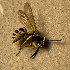Vespula flavopilosa