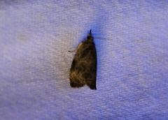 Olethreutes furfuranum