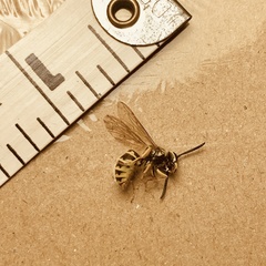Vespula flavopilosa