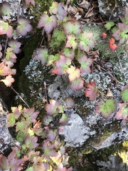 Ribes glandulosum