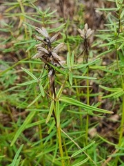 Dracocephalum ruyschiana