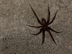 Tegenaria domestica