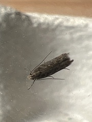 Scrobipalpa ocellatella