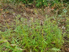Dracocephalum ruyschiana