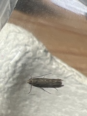 Scrobipalpa ocellatella