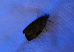 Olethreutes furfuranum