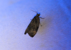 Olethreutes furfuranum