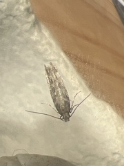 Scrobipalpa ocellatella