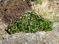 Alchemilla saxatilis