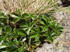 Alchemilla saxatilis
