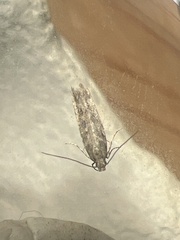 Scrobipalpa ocellatella