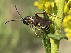 Ceropales maculata